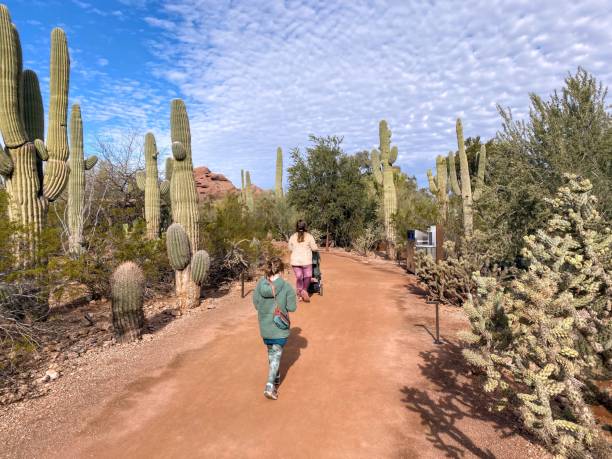 A mother and daughter walking through a beautiful cactus garden in Phoenix, Arizona, USA on a sunny winter day. A mother and daughter walking through a beautiful cactus garden in the Desert Botanical Garden, in Phoenix, Arizona phoenix stone stock pictures, royalty-free photos & images