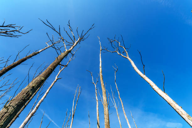 istock A few bare and dead trees in early spring with a beautiful blue sky in the background 1993421514