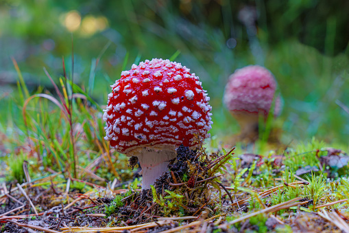 Red poisonous mushroom in nature, Amanita muscaria, fly agaric fungus in forest, forest background. beautiful Fly agaric fungus