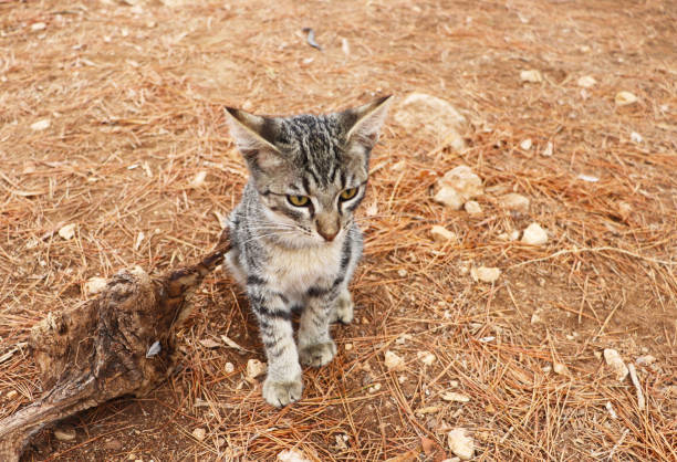 lonely homeless kitten on the street