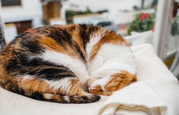 istock Cute tricolor cat sleeping 1993497260