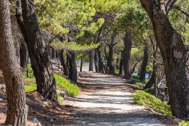 istock Trail passing through pine forest on a sunny summer day 1993497268