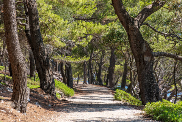 istock Trail passing through pine forest on a sunny summer day 1993497280
