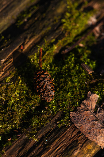 January 27, 2024: Beautiful cone of a tree lying on moss in the warm morning sun