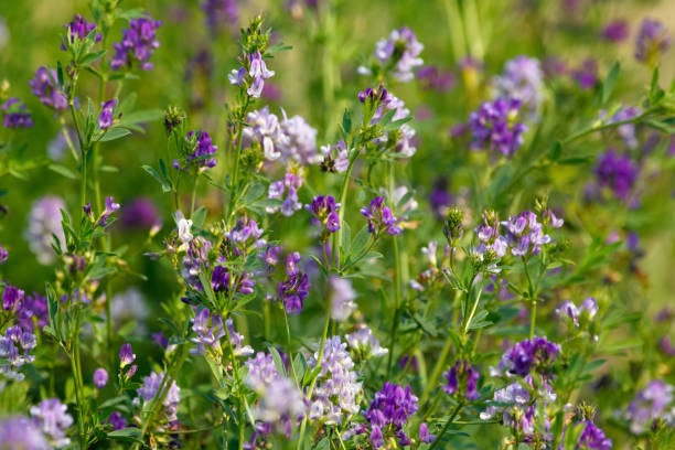 Blooming with purple flowers alfalfa agricultural field in summer. Bright purple flowers of alfalfa plants with green foliage growing in agricultural field for forage crop. lucerne switzerland stock pictures, royalty-free photos & images