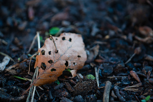 January 31, 2024: Withered leaf full of holes pierced by a twig
