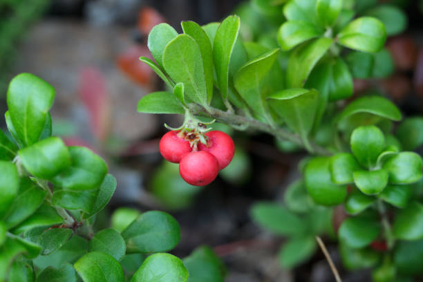 Dwarf arctic Bearberry shrub with bright red ripe berries and green foliage growing in the forest.