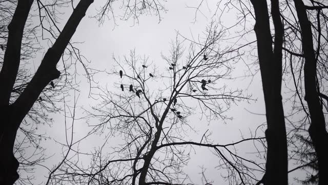 Crows, Jackdaws, Rooks, Trees, Park