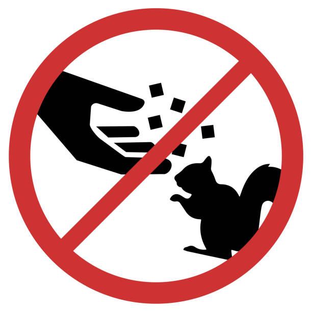 Please do not feed the squirrels Vector graphic of sign prohibiting the feeding of squirrels feeding stock illustrations