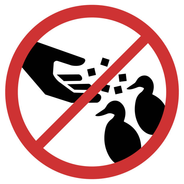 Please do not throw breadcrumbs at the geese Vector graphic of sign prohibiting the feeding of ducks or geese animals feeding stock illustrations