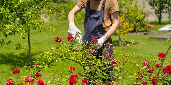 A young man with hands in gloves is trimming bushes of roses in his garden with a secateur. A professional gardener is cutting roses with a garden pruner.