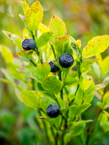 selective focus of an european blueberry ripe fruit (Vaccinium myrtillus) in a blueberry plant