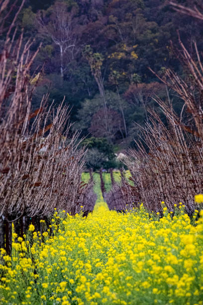 istock Vineyard scene with mustard blossom 1993543973
