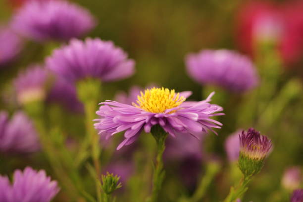 nahaufnahme von rosa asternblüten - wildflower spring close up daisy stock-fotos und bilder