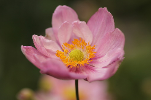 Close up of Pink Anemone with yellow stamen out of focus background
