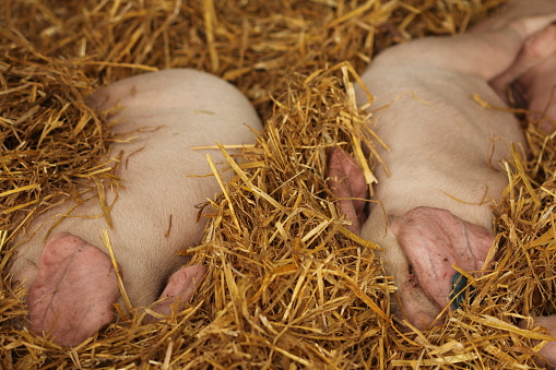 Two pink piglets sleeping in bed of straw