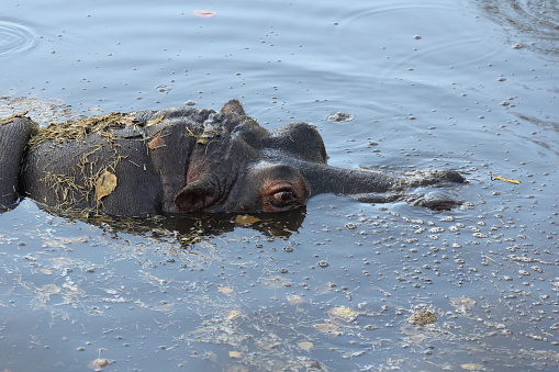 Hippo with head and eyes above murky water