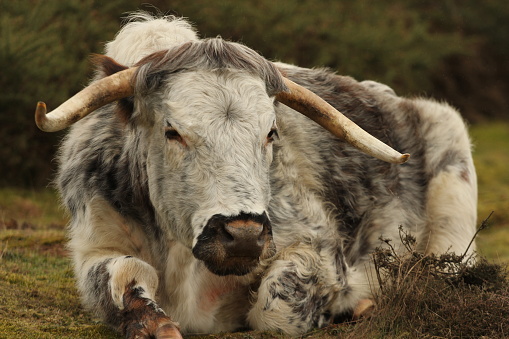 Single English Longhorn cow lying down in field of grass