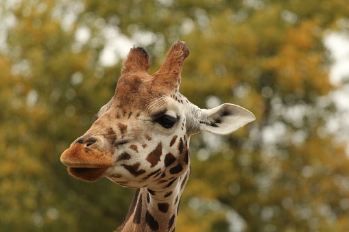Head of giraffe against out of focus green tree leaf background