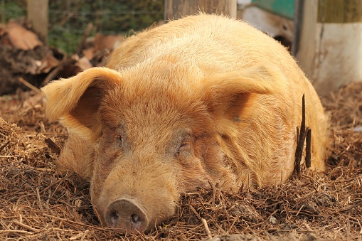 Large Tamworth pig lying down outside relaxing on muddy straw