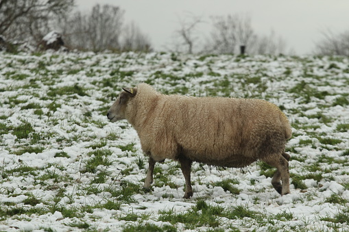 Single sheep in field of tufty grass with light covering of snow