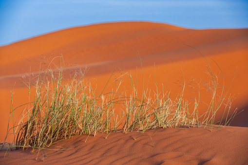 Sand dunes on Western Sahara Desert in Morocco, part of Sahara Desert. The Sahara Desert is the world's largest hot desert.