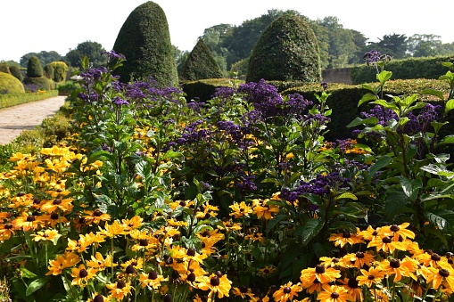 View across the beds of a formal garden with yellow and purple flowers and sculpted trees with a gravel path running through it