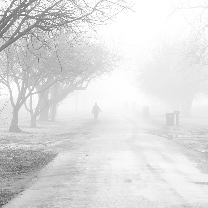 Foggy morning in Napa Valley