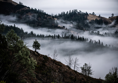 Foggy morning in Napa Valley