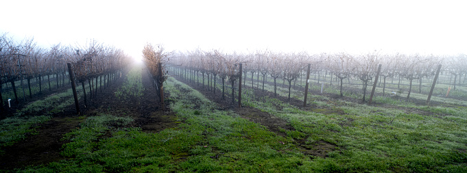 Foggy morning in Napa Valley