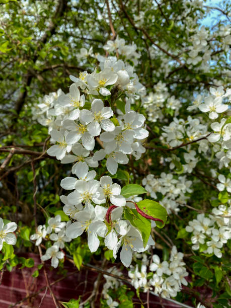 istock White flowers of apple cherry on a spring day close-up. 1993616210