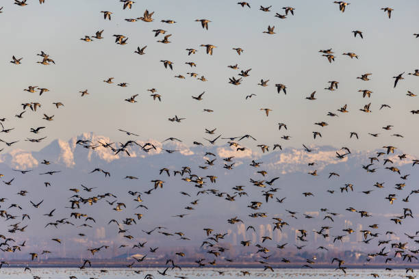 istock A flock of ducks migrating south from Boundary Bay, Delta, British Columbia, Canada, 1993665340