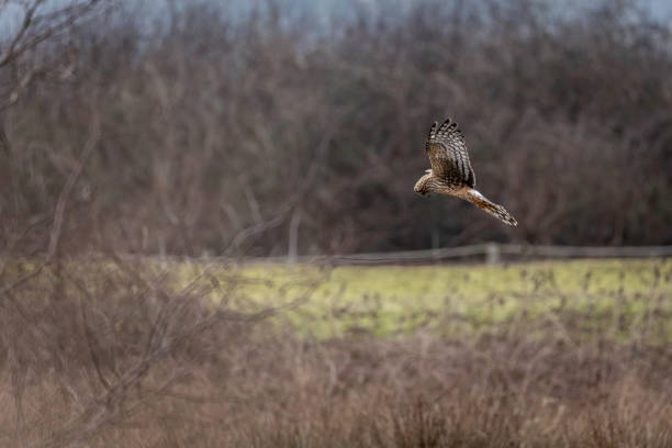 istock Northern Harrier (Circus cyaneus) flying over a marsh in search of prey. Delta, B.C., Canada 1993665622