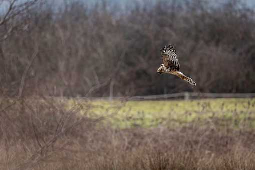 Northern Harrier (Circus cyaneus) flying over a marsh in search of prey. Delta, B.C., Canada