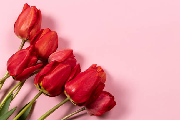 istock Red tulip flowers on a pink background. Top view, flat lay, copy space. 1993671488