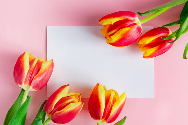 istock Delicate tulips and greeting card on pink background. Spring concept. Happy easter. 1993687393