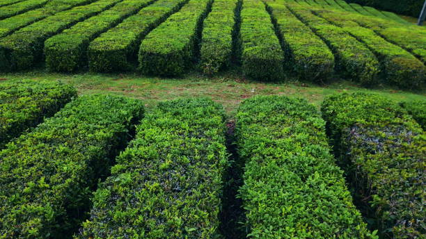 istock Harvesting rows texture environment closeup. Green tea plantation lines growing 1993714633