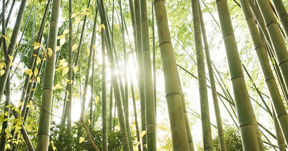 Bamboo, ecology and plants in sustainable environment, nature landscape and reed forest in outdoors. Nature, Japanese foliage and ecosystem in jungle or woods, peaceful and travel on holiday to Kyoto