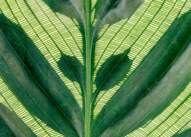 Macro Close up of a Leaf stock photo