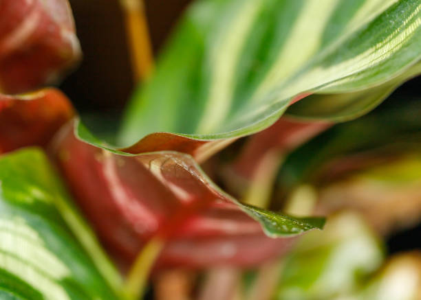 Close up of a plant stock photo