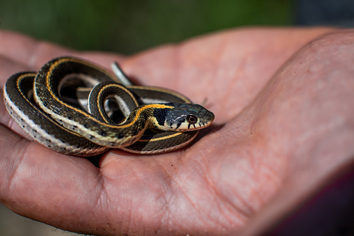 Black-necked garter snake in hand from Arizona