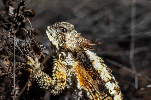 A Short Horned Lizard in the wild.