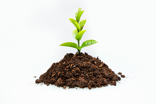 Newly grown plant seedlings on the soil are isolated over a white background. Agriculture concept