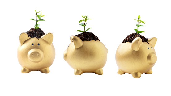 Piggy bank with newly grown plant seedlings above them isolated over a white background. Financial saving concept