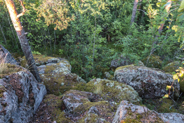 istock beautiful forest landscape, rocky terrain. Trees growing on the rock. 1993759054