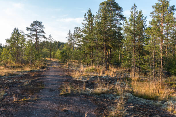 istock beautiful forest landscape, rocky terrain. Trees growing on the rock. 1993760639