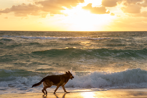 A cute domestic German Shepard dog trots in the sand while playing on the beach. A beautiful sunset is displayed behind him.