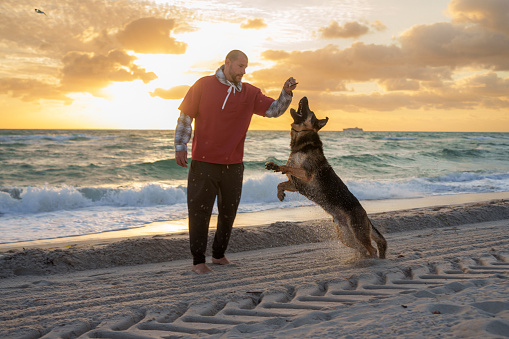 An adorable large German Shepard dog jumps to catch a toy from its owner, a Caucasian man while playing on the beach at sunset in Florida.