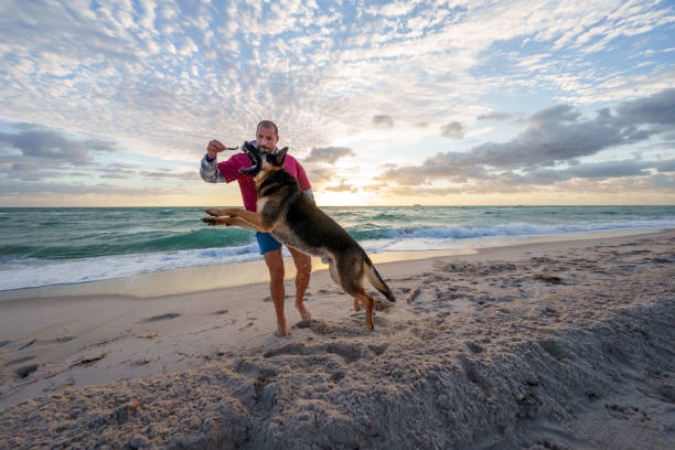 istock Domestic dog and its owner play on the beach 1993768951