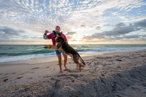 An adorable German Shepard domestic dog jumps with its Caucasian male owner as they play on the beach together at sunset in Florida.